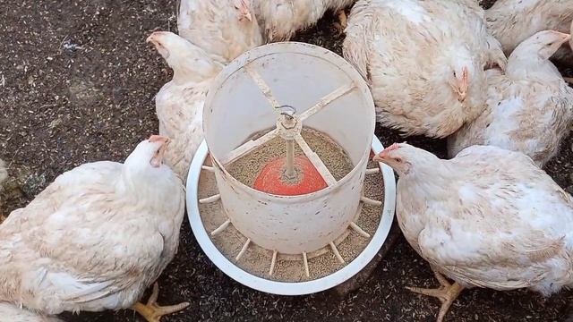 Содержание Бройлера в Теплице Зимой смотреть онлайн