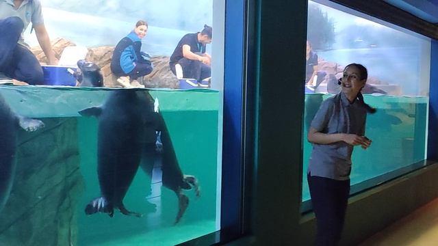 Тренировка байкальских нерп в Москвариуме