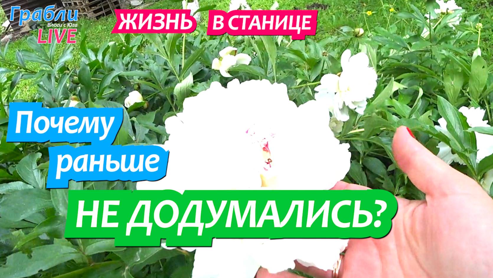 911 серия. Подвязываем пионы. Срубили черешню. Ливень. Сидим без света. Динская Грабли LIVE смотреть онлайн