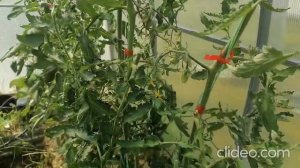 Томат леденец красный. От всходов до сбора урожая!