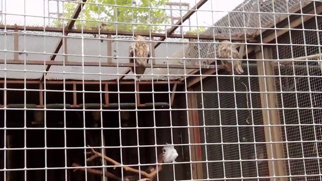 Московский зоопарк. Ушастая сова.