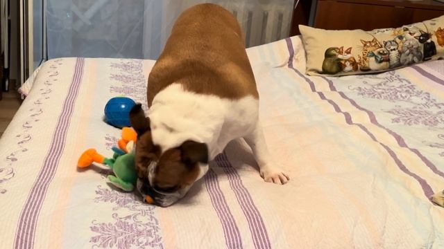 НОВАЯ ИГРУШКА!!! | Бульдожка Черри ловит попугая!