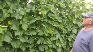 Виноград Амурский 11 июня 5 часть