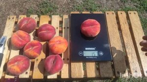 Инжырный персик Плайне Джем/Peach Plane Gem®