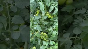 Кустанайская пипочка , супер урожайный томат . 2.08.2024