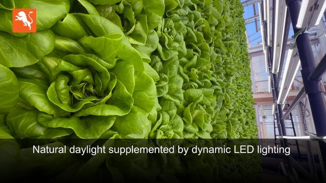 Модульная карусельная система Dutch Lion