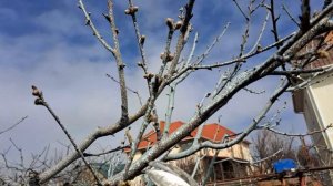 Обрезка персика по розовому бутону .