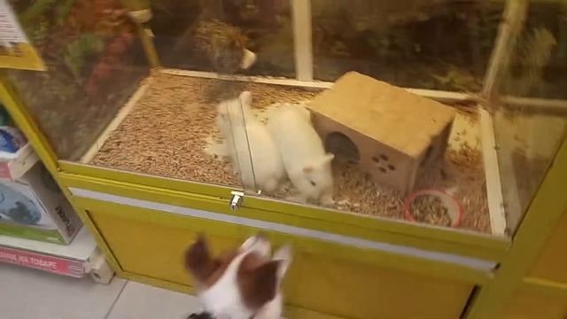 Зоомагазин Бетховен.Джек рассел терьер Санта на охоте. Санта дичь!