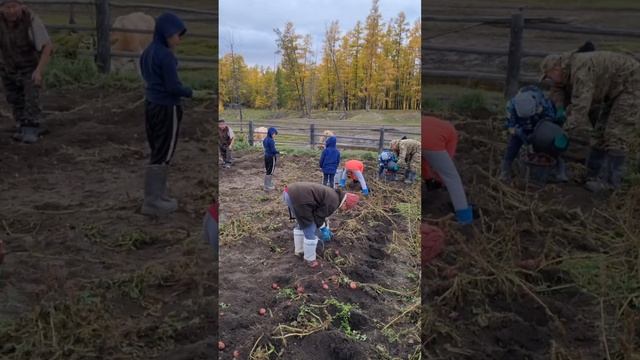 Как собирать картошку своими руками 2024 г.