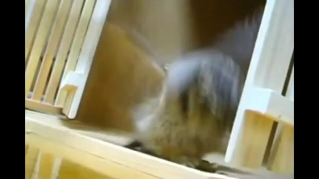 Супер Сова! Крутотень!