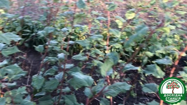 Саджанці Чорного Абрикосу  (гібридний сорт, отриманий