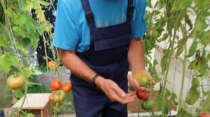 Обзор томатов, сорта Малиновый слон, Опалка, Царский п?