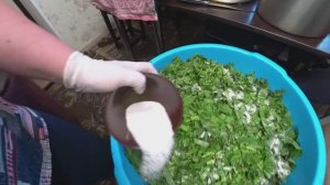 Квашеная крапива