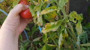 Томат О-ля-ля 07,09,24