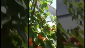 Abricot Nelson , Беларусь ‘ бомбический урожай абрикос Нельс