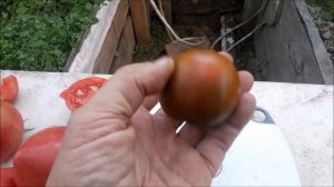 Томаты урожай 2024 г Весёлый Роджер Ф1.