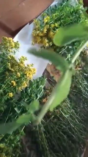 Зверобой- трава от 99 болезней смотреть онлайн