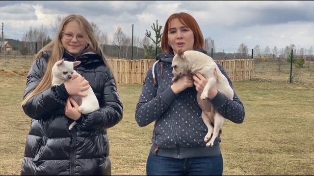 «Я хочу собаку» смотреть онлайн