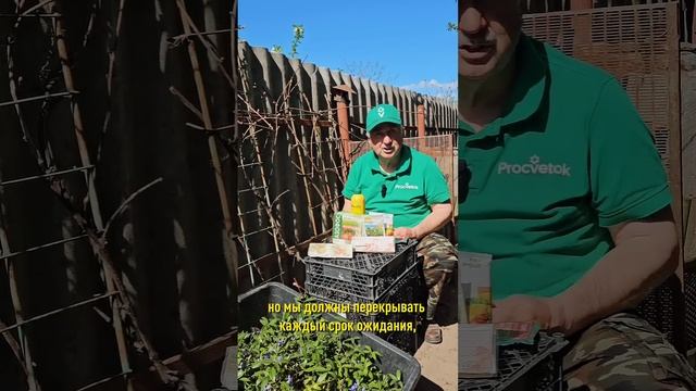 Самая важная обработка винограда, без которой хорошего урожая не ждите! смотреть онлайн