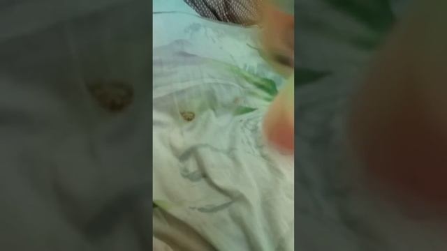смешная песня день рождения:3• смотреть онлайн