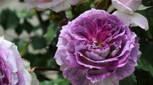 Кирка -трудный путь к любви.
Японская роза из рук Таку Кимуро