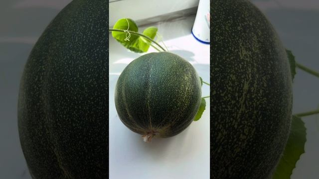 Дыня Лолита в горшке смотреть онлайн