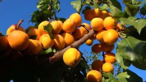 Сверхпоздний абрикос ФАРДАО на 22.09. и 15.10.2024. Кот РЫЖИК ?