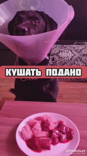 И что же теперь делать? Собака  после операции  2 недели в воротнике.