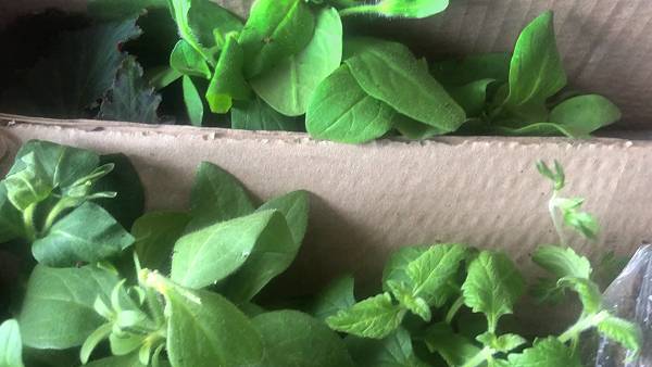 Посылка с новинками ПЕТУНИЙ, ПЕТХОА и других растений из Липецка. смотреть онлайн