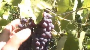 Виноград Лидия 12 августа