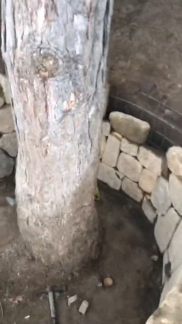 Каменная стенка вокруг дерева смотреть онлайн