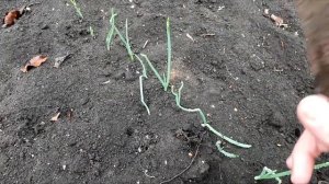 Риски дождливой погоды во время цветения абрикоса