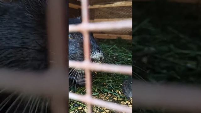 12 вкусный абрикос