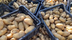 Всё, урожай продан💥картофель сорт Гранада‼️