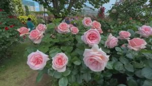 САДЫ ЯПОНИИ. Keisei Rose Garden  ВЕСНА 2025 года. ГДЕ РОЗЫ РАСКРЫВАЮТ СВОЮ ИСТИННУЮ ПРИРОДУ