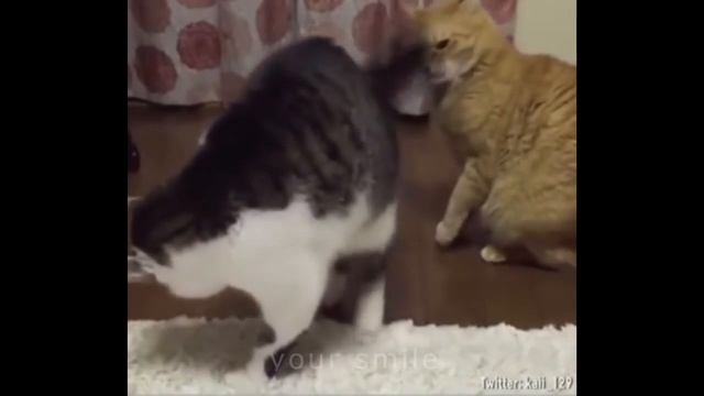 КОТЫ ПРИКОЛЫ СОБАКИ ПРИКОЛЫ ТОП САМЫХ СМЕШНЫХ ПРИКОЛОВ2 смотреть онлайн
