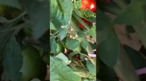 Сорт томата Дамские пальчики