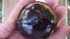 Слива диплоїдна Блек Сплендор (Black Splendor)
