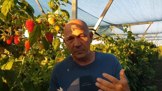 Рем сорт малины Мапема месяц с начала плодоношения смотреть онлайн