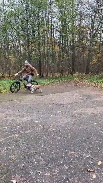 Амстафф в ринге #shorts #shortvideo #staff #amstaff #subscribe смотреть онлайн