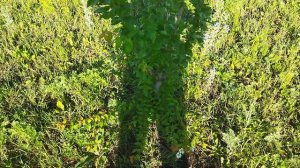 Какой подвой выбрать? Алычу или Бест?