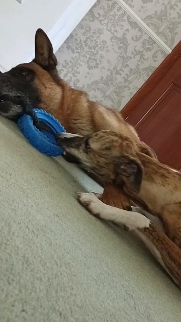 Про и Тося, ленивые игры