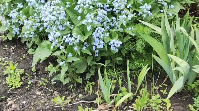 Домашние хлопоты... смотреть онлайн