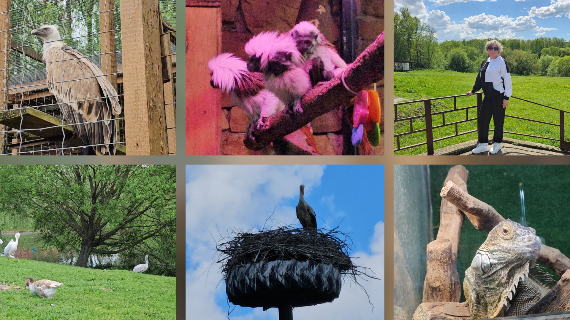 21.05.2025 г Парк птиц Воробьи город Калуга смотреть онлайн