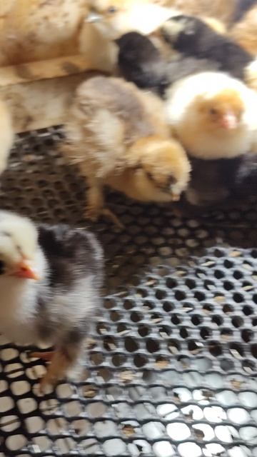 Новое вылупление цыплят прошло успешно!)) смотреть онлайн