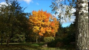 Николай Горобец - Клен и рябина