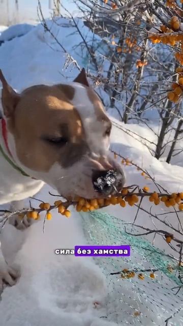 Люблю собак больше людей #shortvideo #amstaff #staff #стаффорд #стаффордширскийтерьер #блог смотреть онлайн