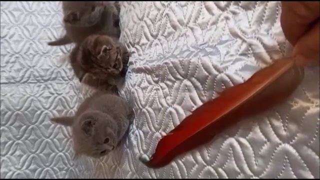 МАНЧКИН КОТЯТА С КОРОТКИМИ ЛАПКАМИ смотреть онлайн