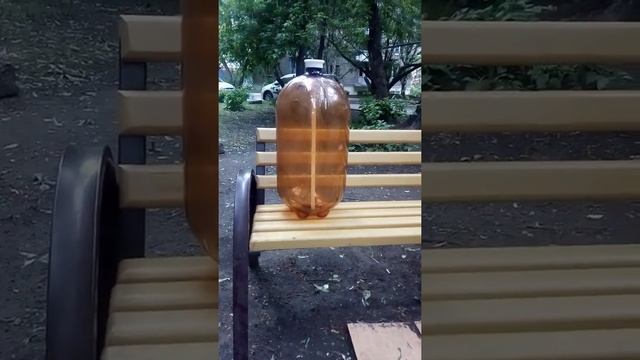 Издевательство над птицей(1) смотреть онлайн