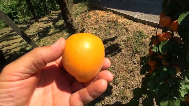 Абрикос ГОЛДРИЧ (САНГЛАНТ) с очень крупными эффектным?